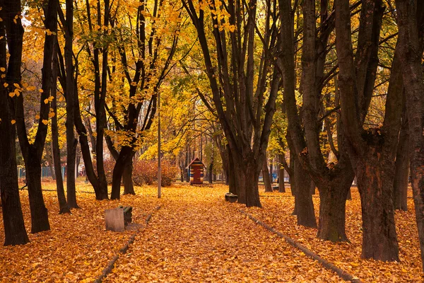 Autumn in  park — Stock Photo, Image