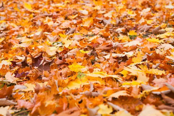 Autumn leaves — Stock Photo, Image