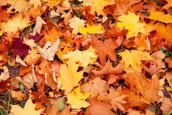 Autumn leaves — Stock Photo, Image