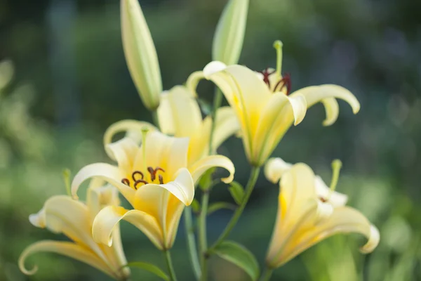 Gelbe Lilien — Stockfoto