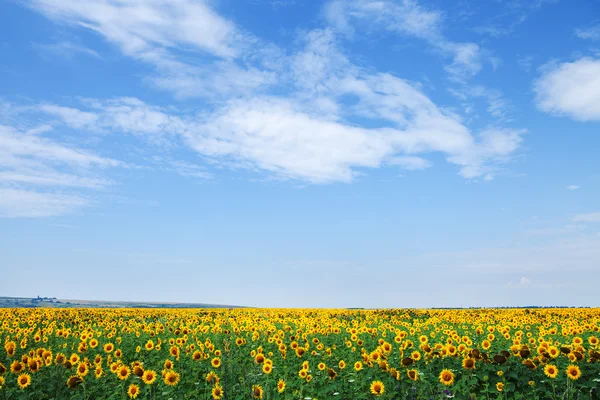 Sunflower field — Stock Photo, Image