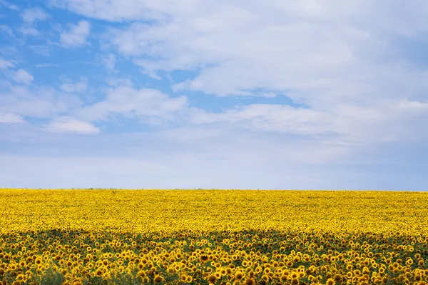 Sunflower field — Stock Photo, Image