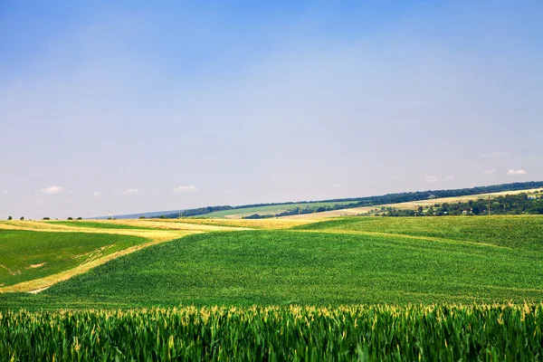 Grüne Wiese und grüner Himmel — Stockfoto