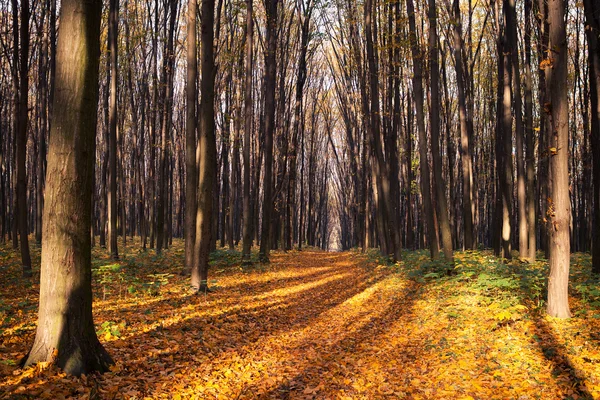 Herfstbos — Stockfoto