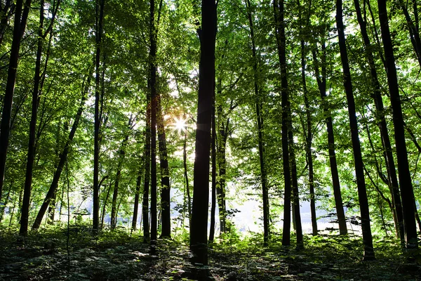 Prachtig bos — Stockfoto