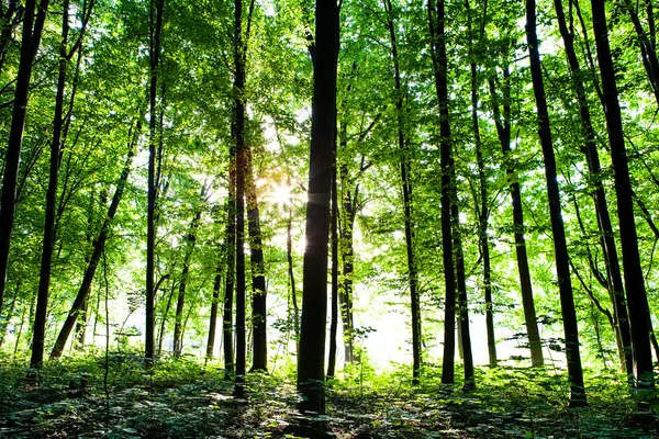 Grön skog — Stockfoto