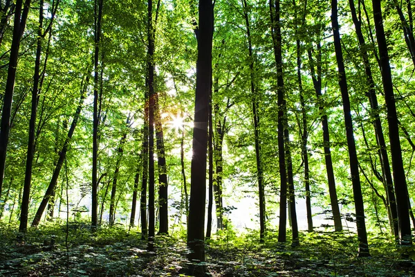 Hermoso bosque — Foto de Stock