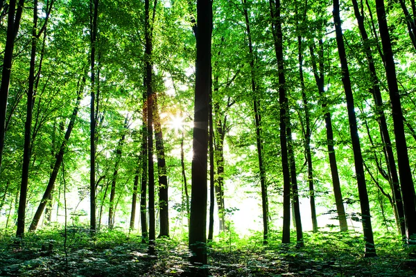 Grüner Wald — Stockfoto