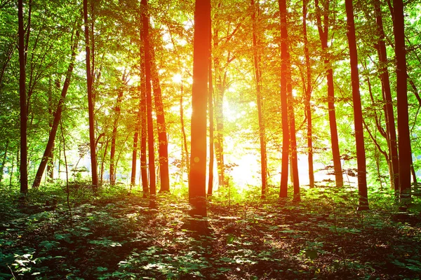 Pădure frumoasă — Fotografie, imagine de stoc