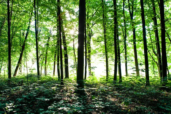 Grüner Wald — Stockfoto