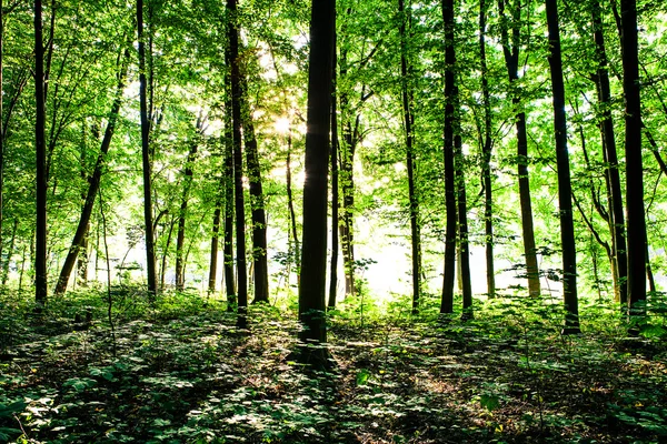 Grüner Wald — Stockfoto