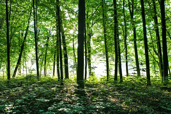 Foresta verde — Foto Stock