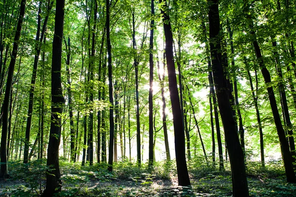 Groen bos — Stockfoto