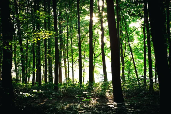 Grön skog — Stockfoto