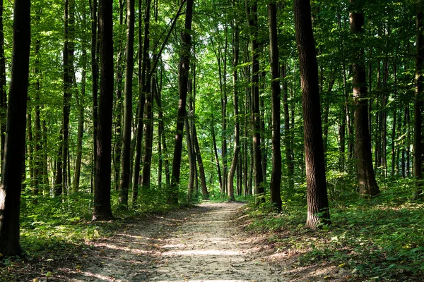 Grøn skov - Stock-foto