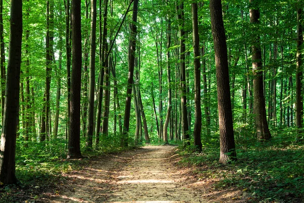 Bosque verde —  Fotos de Stock