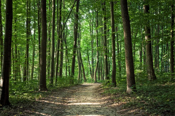 Groen bos — Stockfoto