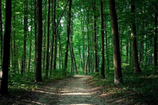 Groen bos — Stockfoto