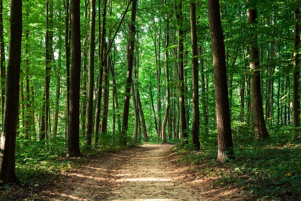 Grön skog — Stockfoto