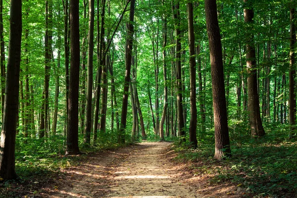 Grüner Wald — Stockfoto