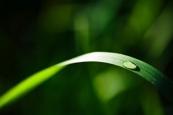 Water drops — Stock Photo, Image