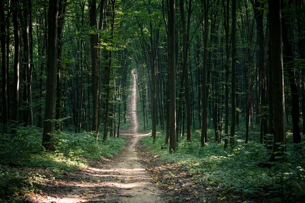 Groen bos — Stockfoto