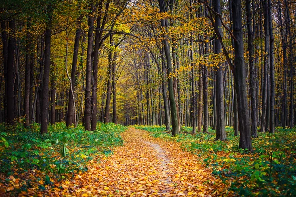 Herfst achtergrond — Stockfoto