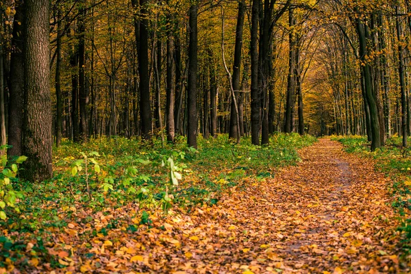 Outono floresta fundo — Fotografia de Stock