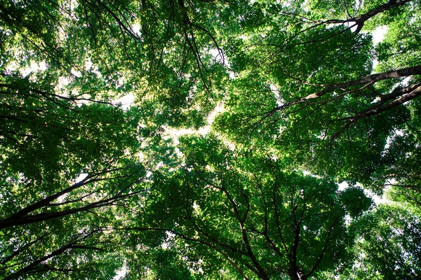 Sfondo della foresta — Foto Stock