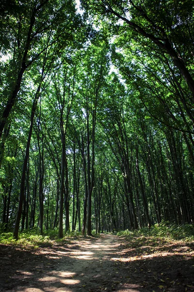 Beautiful forest — Stock Photo, Image