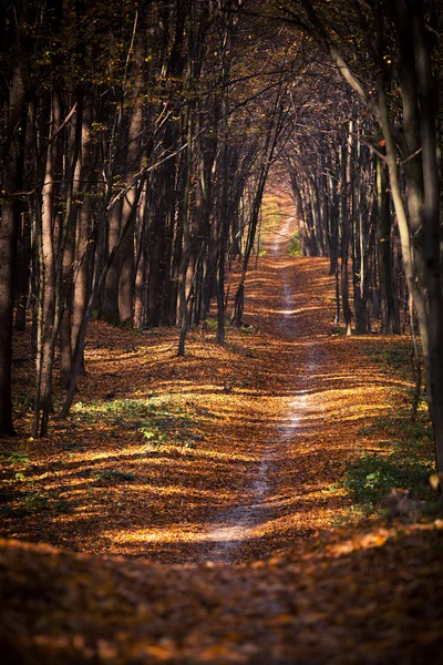 秋の森の背景 — ストック写真