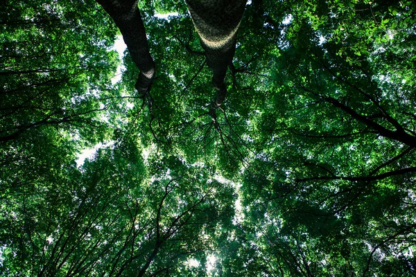 Sfondo della foresta — Foto Stock