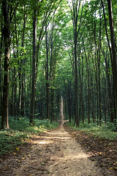 Green forest Stock Photo