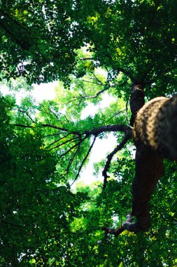 Orman ağaçları arka plan