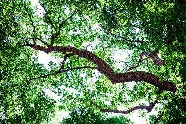 Orman ağaçları arka plan