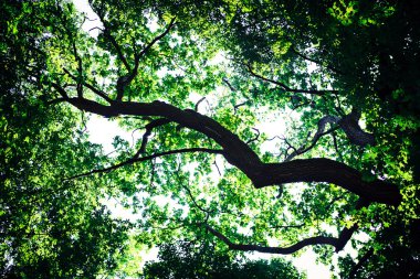 Orman ağaçları arka plan