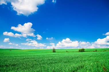 yeşil çimen ve gökyüzü
