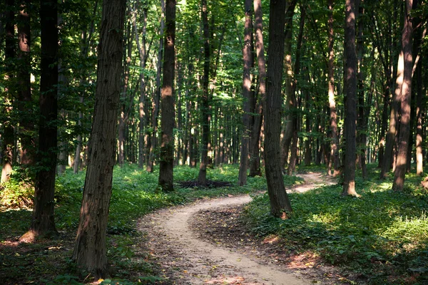 Grüner Wald — Stockfoto