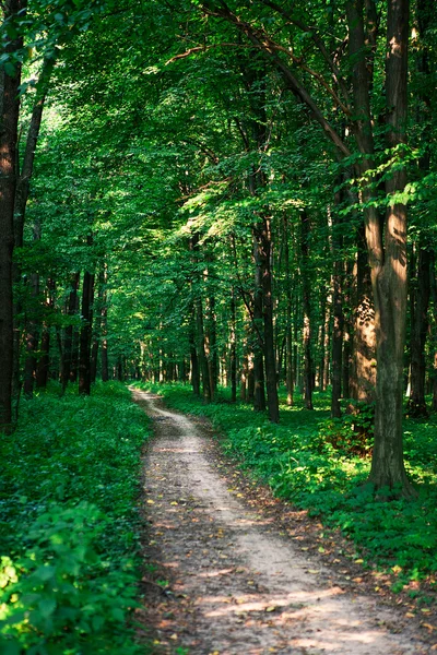 美しい森 — ストック写真