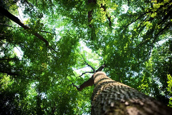 Sfondo della foresta — Foto Stock