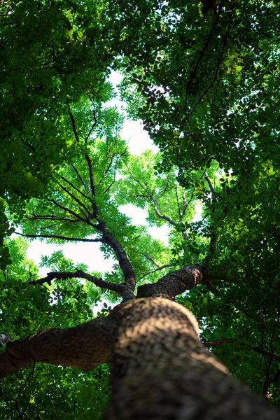 Bäume im Hintergrund — Stockfoto