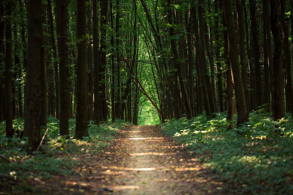 Bela floresta verde — Fotografia de Stock