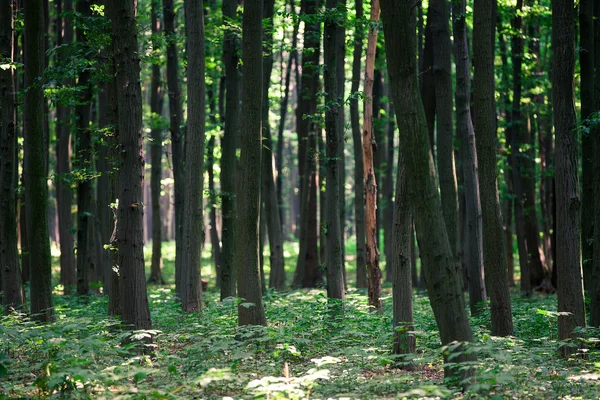 Groen bos — Stockfoto