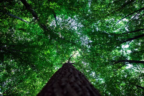 Green forest background — Stock Photo, Image