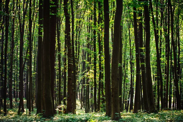 Groen bos — Stockfoto