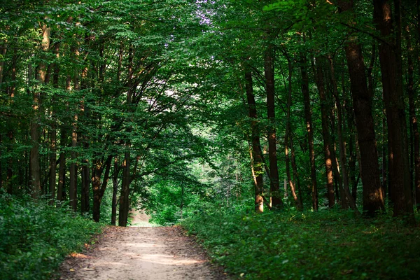 Grüner Wald — Stockfoto