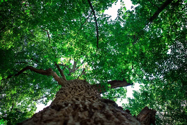 Sfondo alberi — Foto Stock