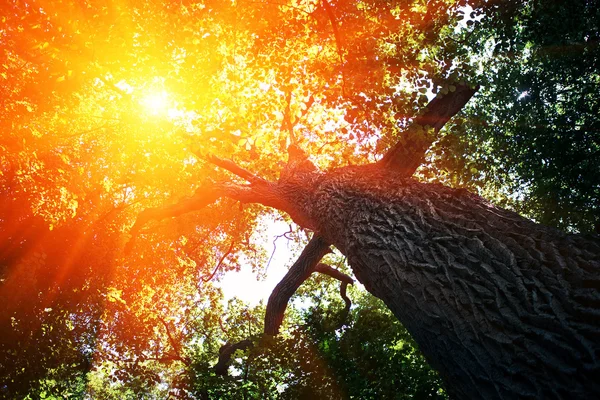 Sfondo della foresta — Foto Stock