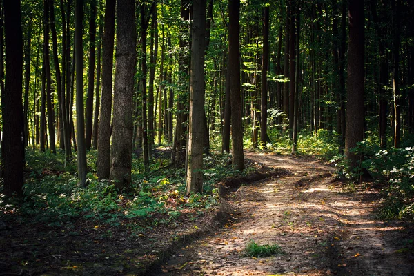 Green forest — Stock Photo, Image