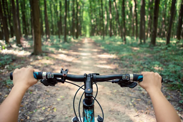 Vacker grön skog — Stockfoto